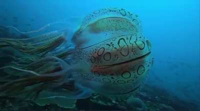 This is Chirodectes, a very rare monospecific genus of box jellyfish. 