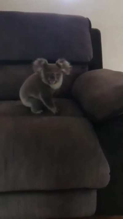 What kind of cat is that?