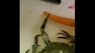 cangrejo