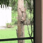 Arboreal hunt