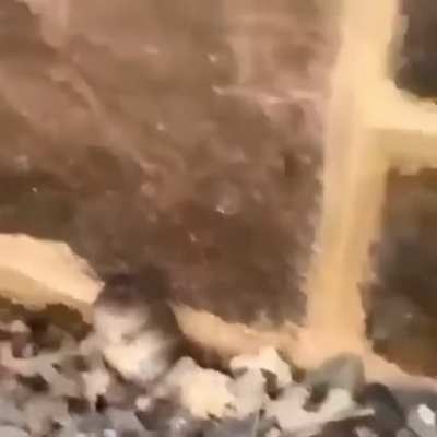 Scared mouse
