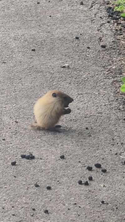 Caught a baby groundhog eating wild berries.