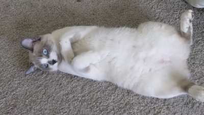My cat chitters and chirps at me for attention, is she broken? (Please ignore my noisy space heater)