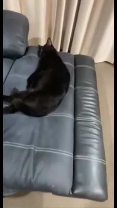 Just a tired cat