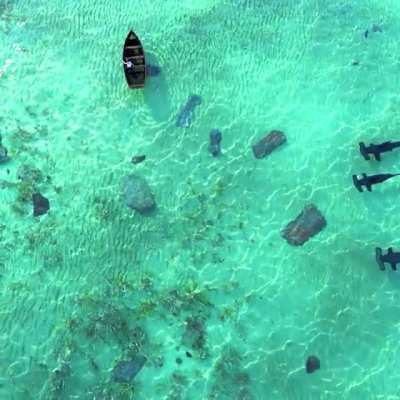 hammerhead sharks