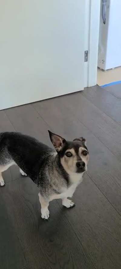 And for my final trick, how to make a dog appear out of nowhere