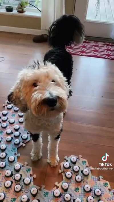 Dog 