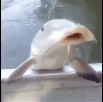[Portuguese(?) to English] I wanna know what the guy’s saying before he yeets the fish.