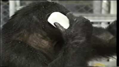 HELLO? YES THIS IS MONKE.