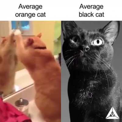 I like orange cats 