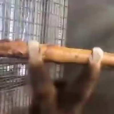Go Back I Want To Be Monke