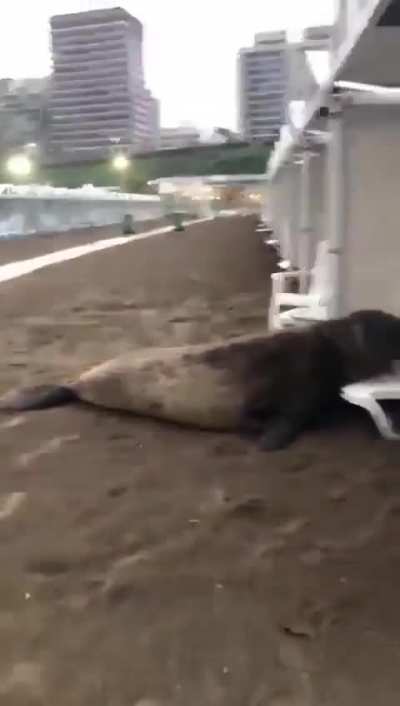 Apareció un elefante marino descansando en las carpas de Playa Grande