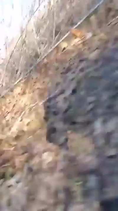 To record yourself with a fox around