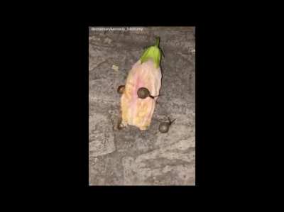 The snails like to be on the flower