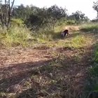 Dog makes new friend
