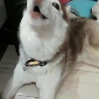 Husky Of Death!