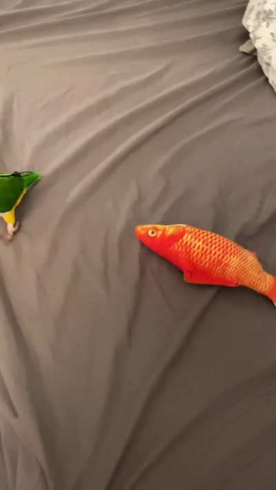 Fun with fish at Shadow’s house