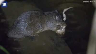 A rakali, a rodent native to Australia, catching and eating a poisonous cane toad. The rakali turns the toad on its back and eats the belly while the toad's back sits in water which washes away the toxins. The rakali will eventually eat all of its flesh, 