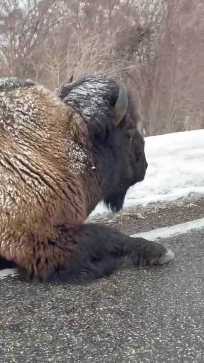 Bull Bison looking pretty casual while chewing his dinner