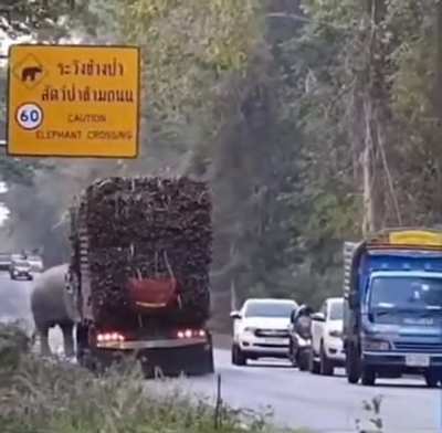 Elephants in Cambodia have learned to exploit their right of way and stop passing sugar cane trucks to steal a snack.