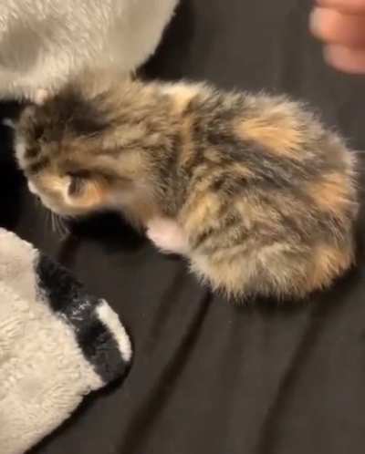 Kitty not happy