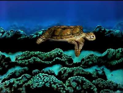 Just a turtle swimming in deep blue