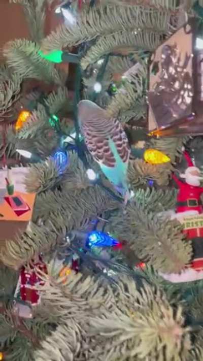 Sky the Christmas tree climbing budgie❤️🧗‍♂️🎄