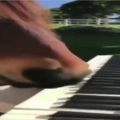 Maestro Juan