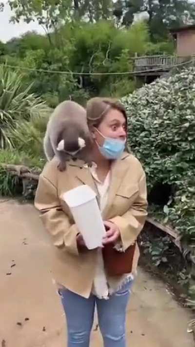 Lemur give you a hand with that!