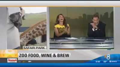 Frisky Baby Giraffe