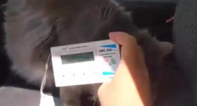 cate