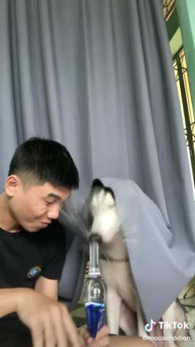 Surprised Husky