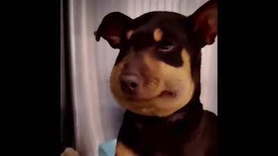 Cute doggy