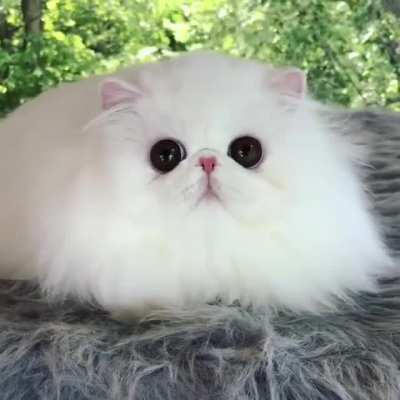 It's so fluffy that I'm going to go crazy! 😍 😍 😍