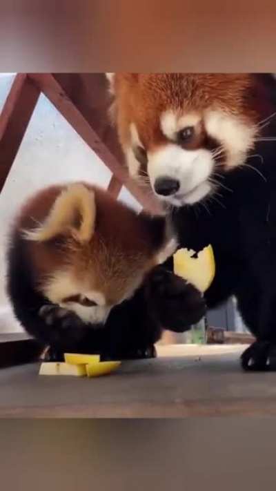 Panda Baby is so adorable <3 <3 <3