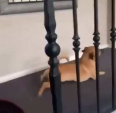 oH hEeY LoOk At Me GoO, I'm A CorGi
