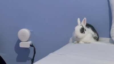 My bunny’s constant battle with gravity