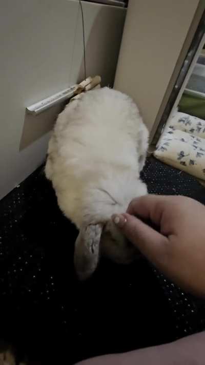 Momo wants to speak to the Manager. I got caught floof picking, but the end was satisfying