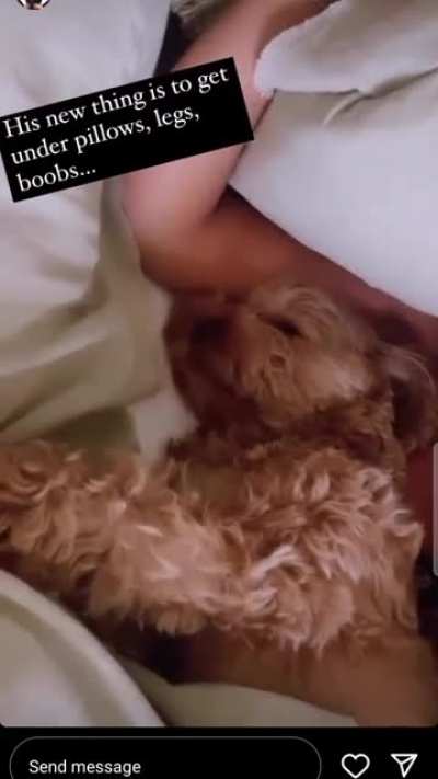 Luckiest dog