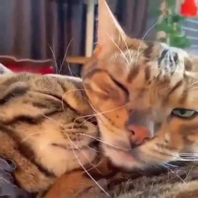They're so in love.