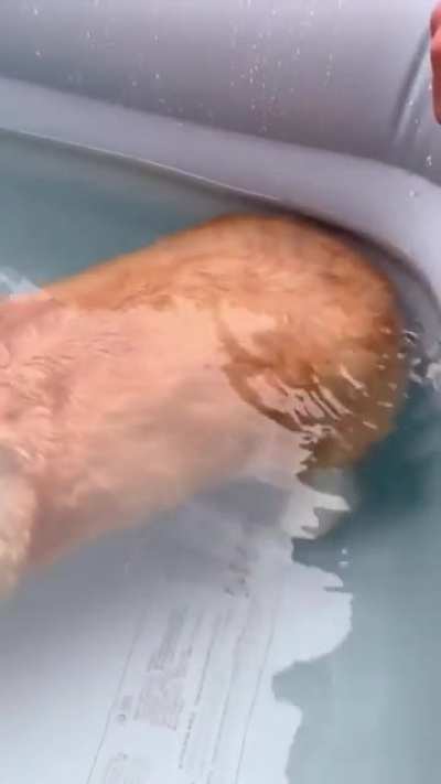 Corgi butts can float. Not sure what to do with this info, other than share it with you.