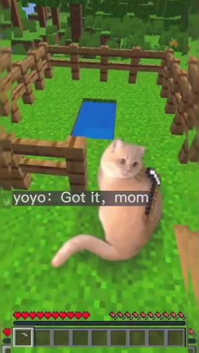 C A T
