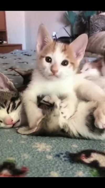lick lick