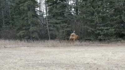 Perro dron