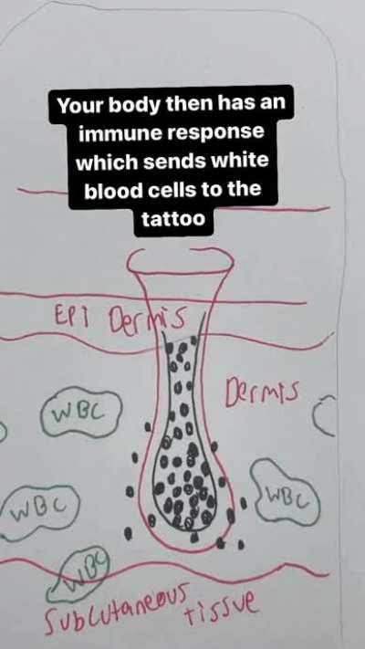 How do tattoos stay permanent -you all probably know it but I found it cool.