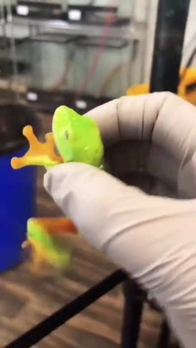 Bright green frog with big black eyes