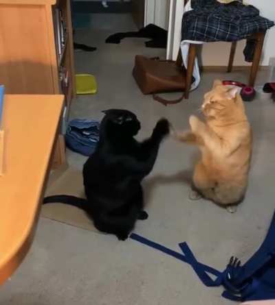 Let’s pattycake and fight respectfully