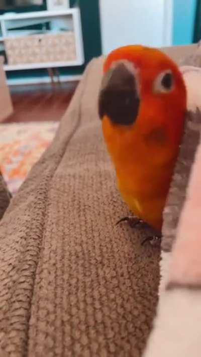 What he doin