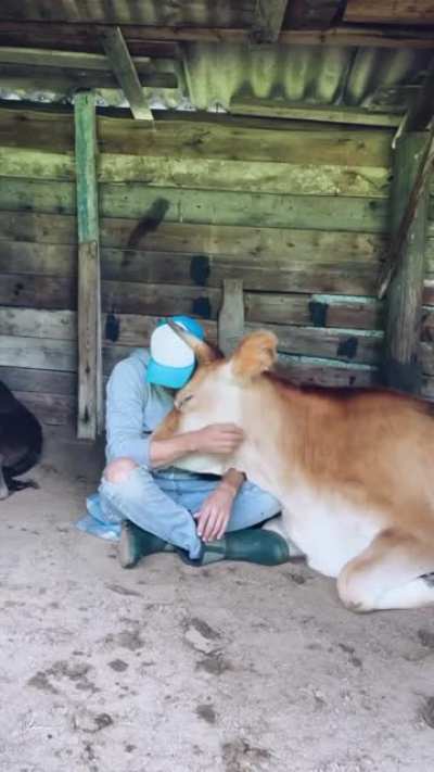 Cuddle Moo