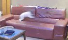 Our puppy isn’t allowed on the couch, so when she thinks we aren’t looking she enjoys it as much as possible.